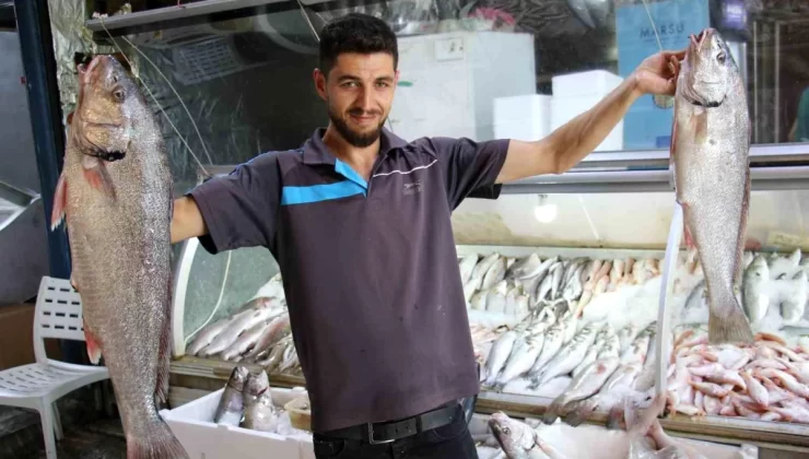 Akdeniz’de Balık Sezonu Açıldı, Tezgahlarda Bolluk Yaşandı